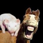 A história do porco e o cavalo