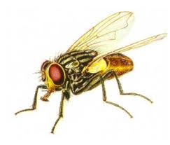 Estudo com moscas fêmeas mostra benefícios do sexo à saúde